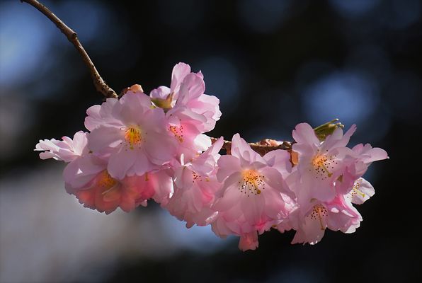 Ein Kirschblütenzweig....