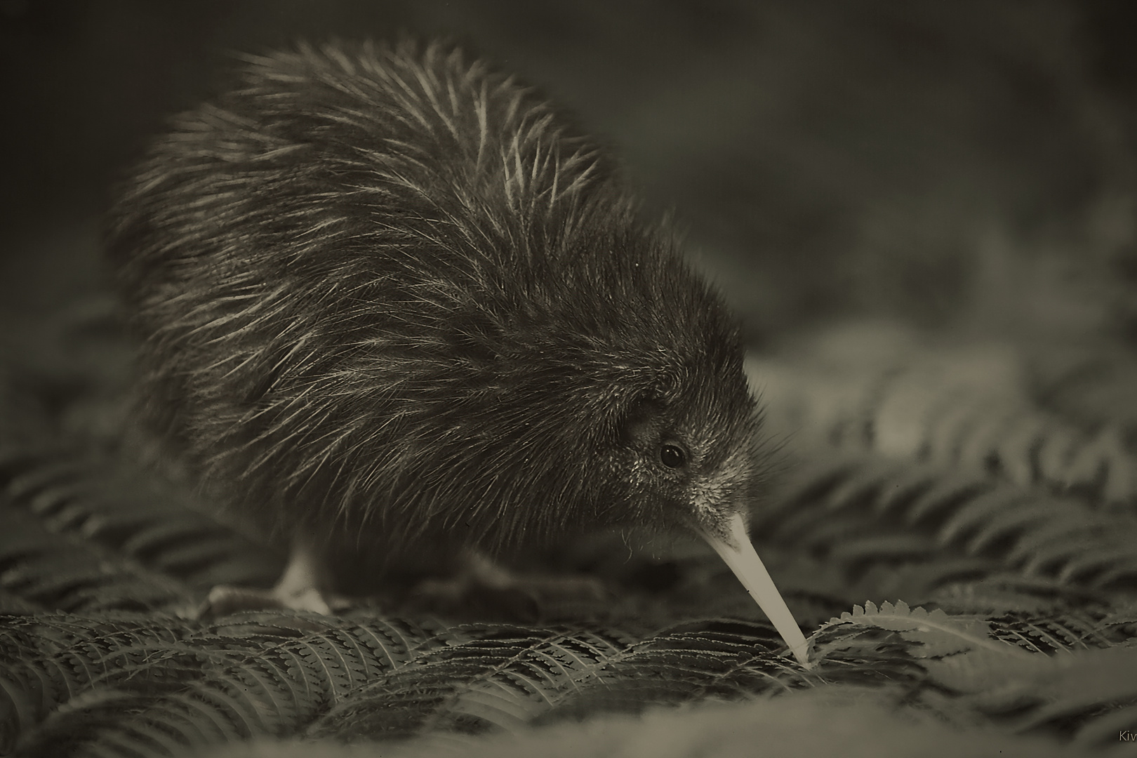 Ein Kiwi