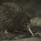 Ein Kiwi