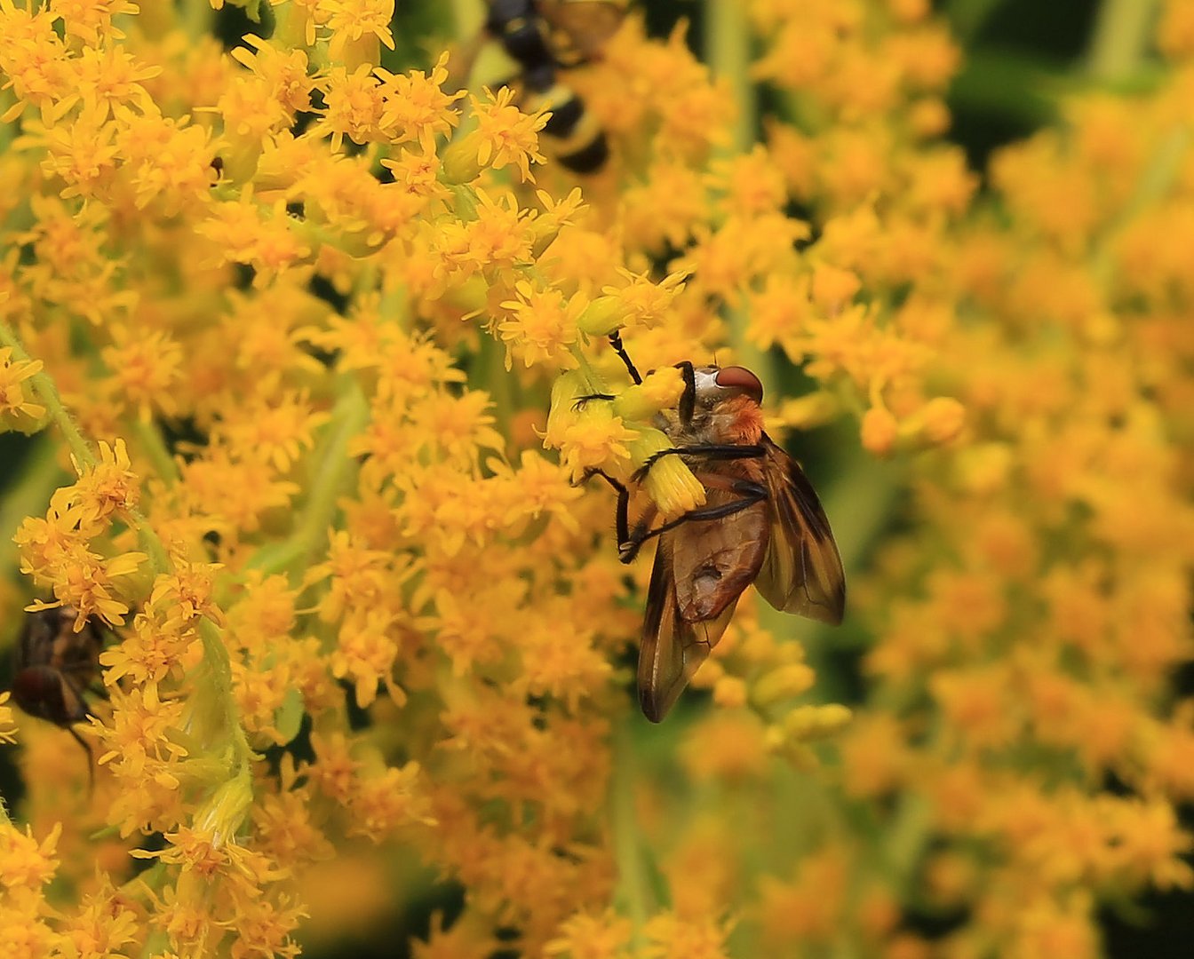 .*.*.*.* ein  Klammeräffchen  .*.*.*.*