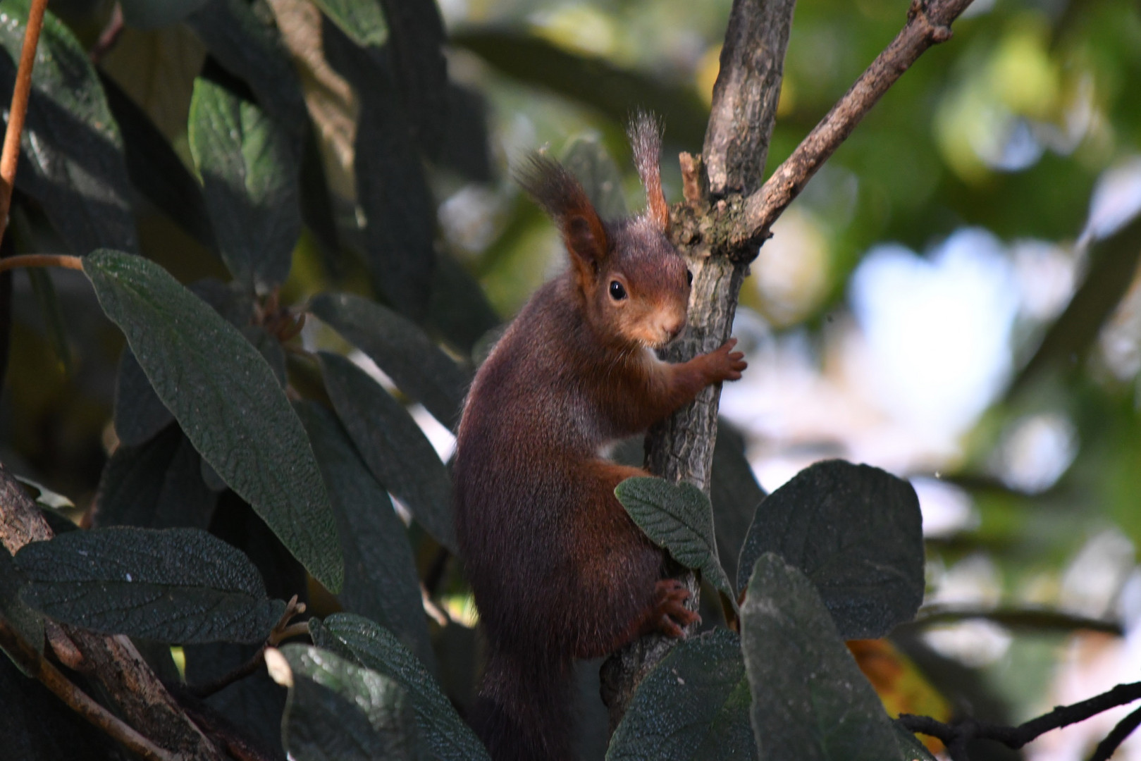 Ein klammerndes Eichhörnchen