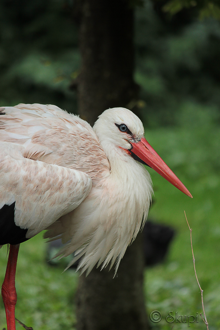 ein Klapperstorch :-)