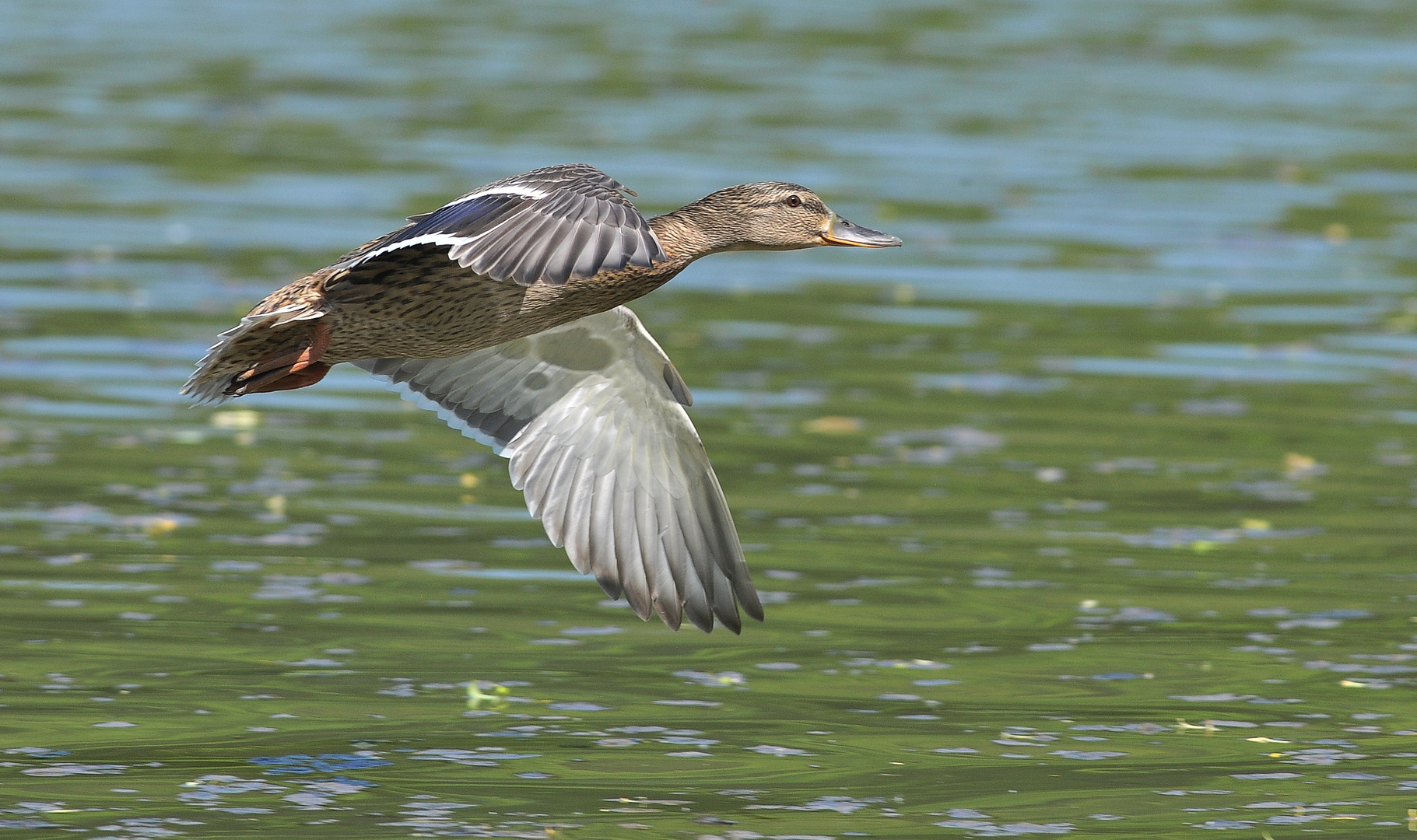 Ein klasse Flug