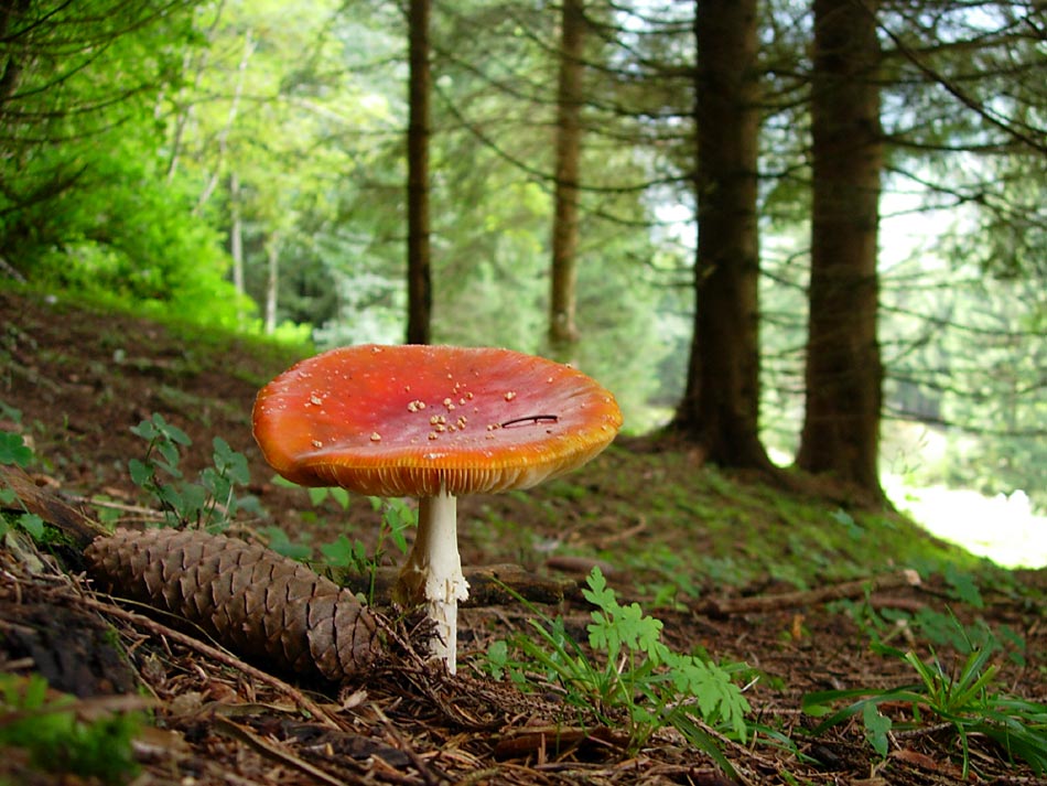 Ein klassischer Fliegenpilz