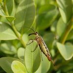 Ein "klassisches" Profil - Skorpionsfliege in der Buchsbaum-Hecke