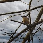 Ein Kleiber im Britzer Garten