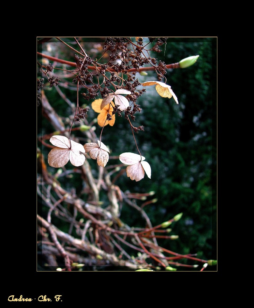 Ein klein wenig Frühling... :-)