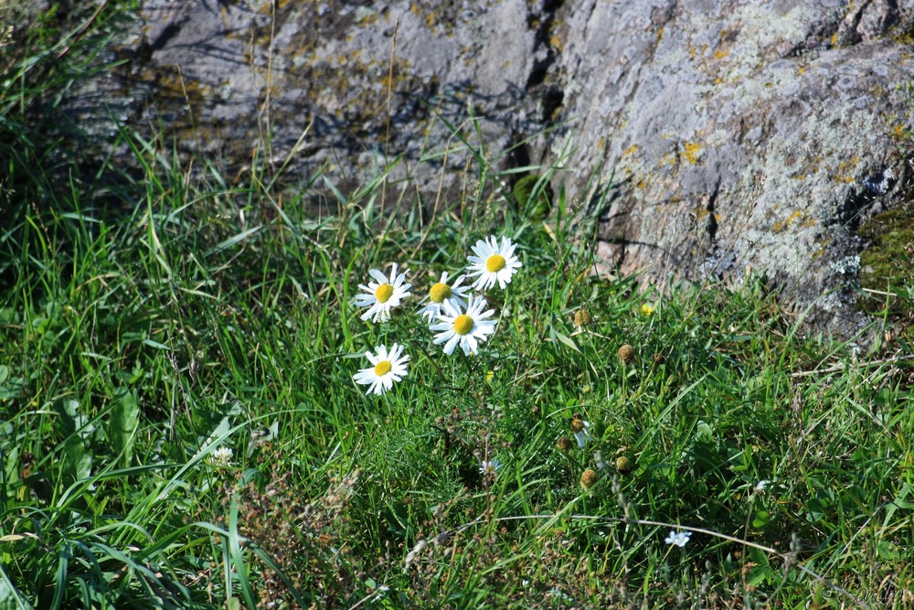 ein klein wenig Sommer noch...