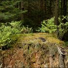 Ein Kleinbiotop im Wald...