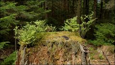 Ein Kleinbiotop im Wald...