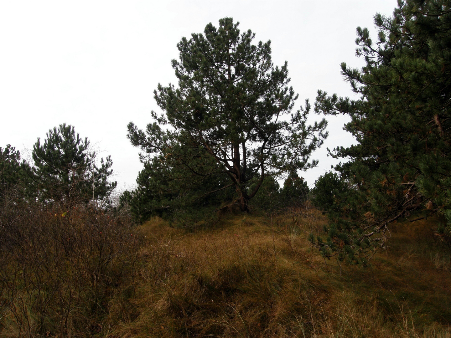 Ein kleine Baumgruppe in den Dünen