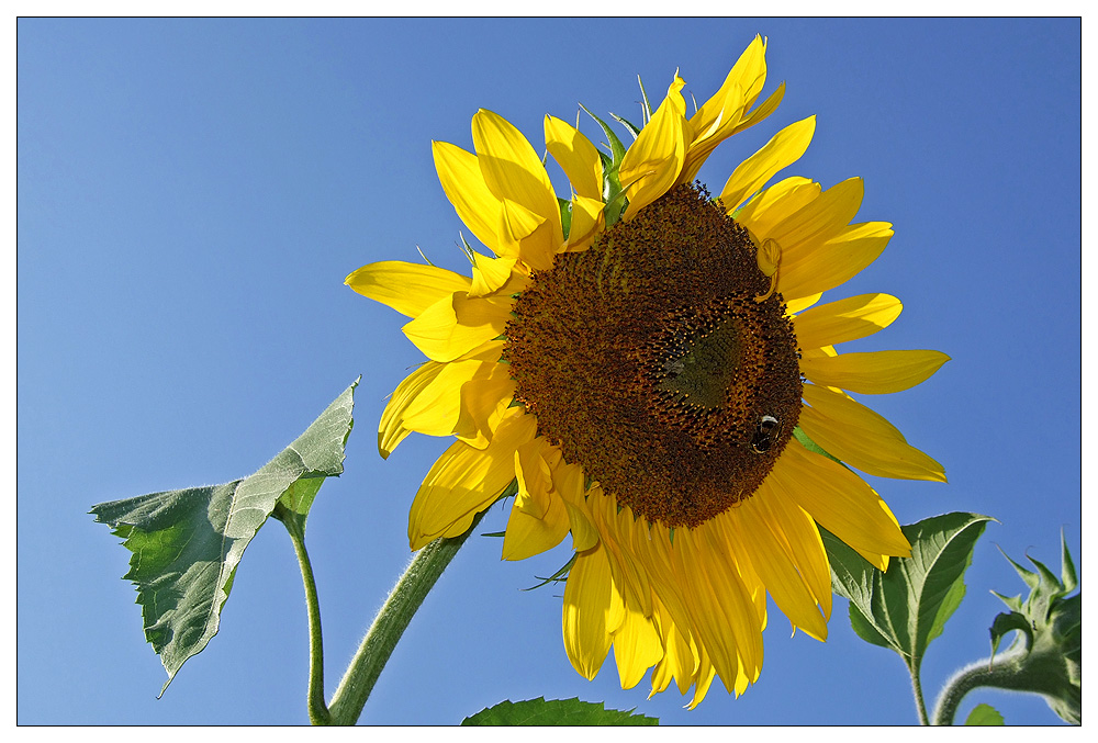 Ein kleine Sommergruß ......