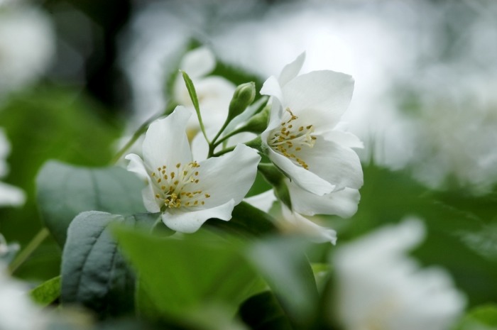 Ein kleine weiße Blüte