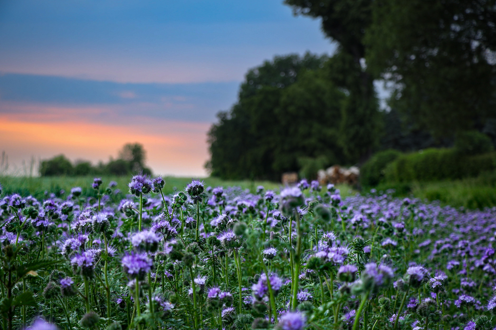 Ein kleiner Abendspaziergang in Gordemitz bei Leipzig 