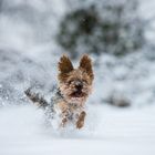 Ein kleiner aber sehr schneller Hund :-)