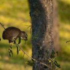 Ein kleiner Akrobat / Klippschliefer / Kafue NP