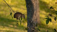 Ein kleiner Akrobat / Klippschliefer / Kafue NP