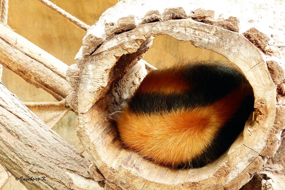 Ein kleiner Ameisenbär schläft im Baumnest - Zoo Krefeld