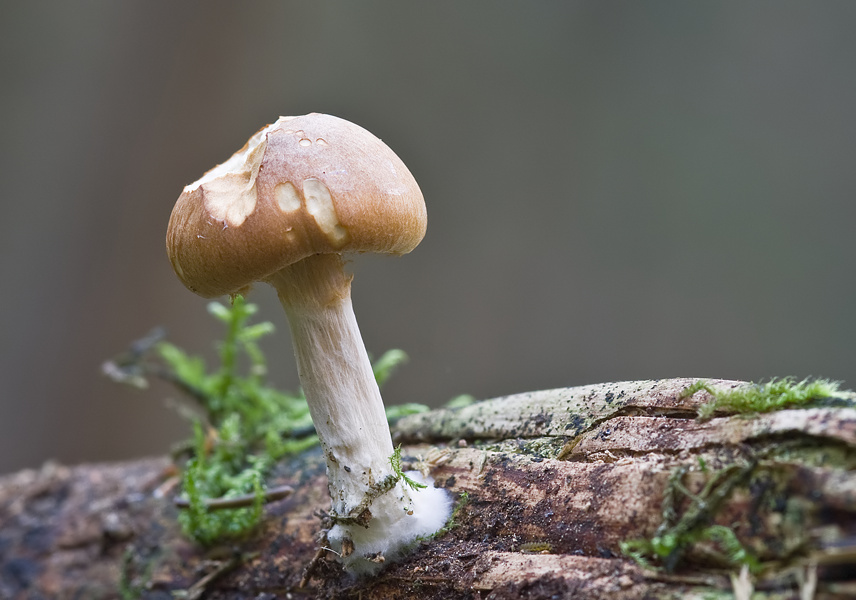 Ein kleiner angenagter Pilz auf einem Ast...