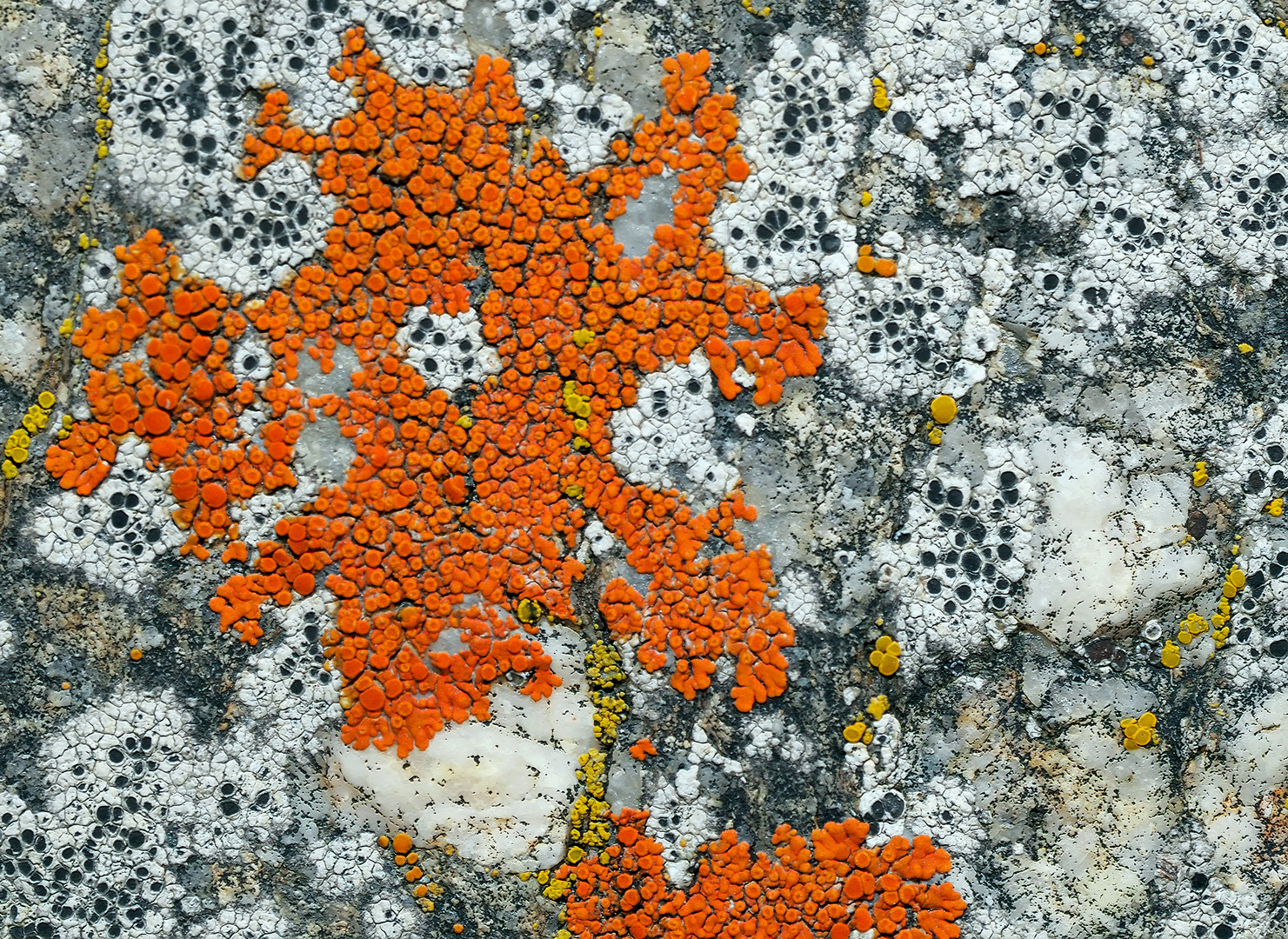 Ein kleiner Ausschnitt aus dem Flechtenparadies! - Un petit coin du paradis des lichens!