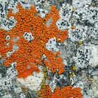 Ein kleiner Ausschnitt aus dem Flechtenparadies! - Un petit coin du paradis des lichens!