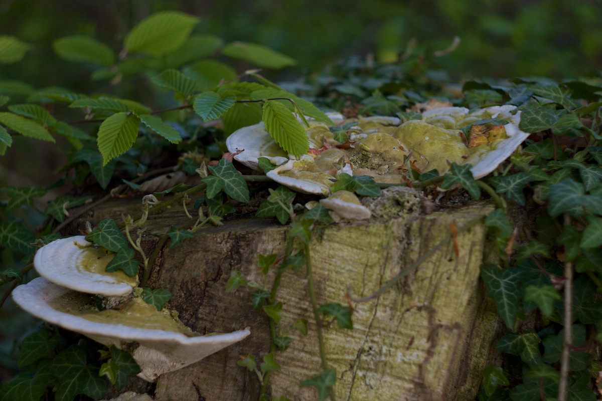 Ein kleiner Ausschnitt aus dem großen Wald