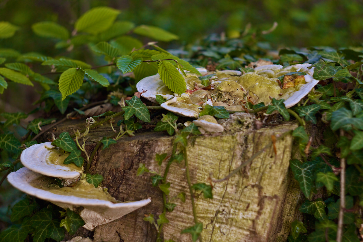 Ein kleiner Ausschnitt aus dem großen Wald (verbesserte? Version)