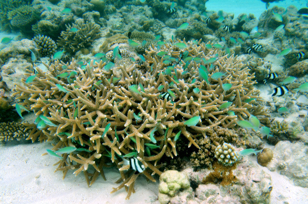 Ein kleiner Ausschnitt aus dem Riff um Vilamendhoo