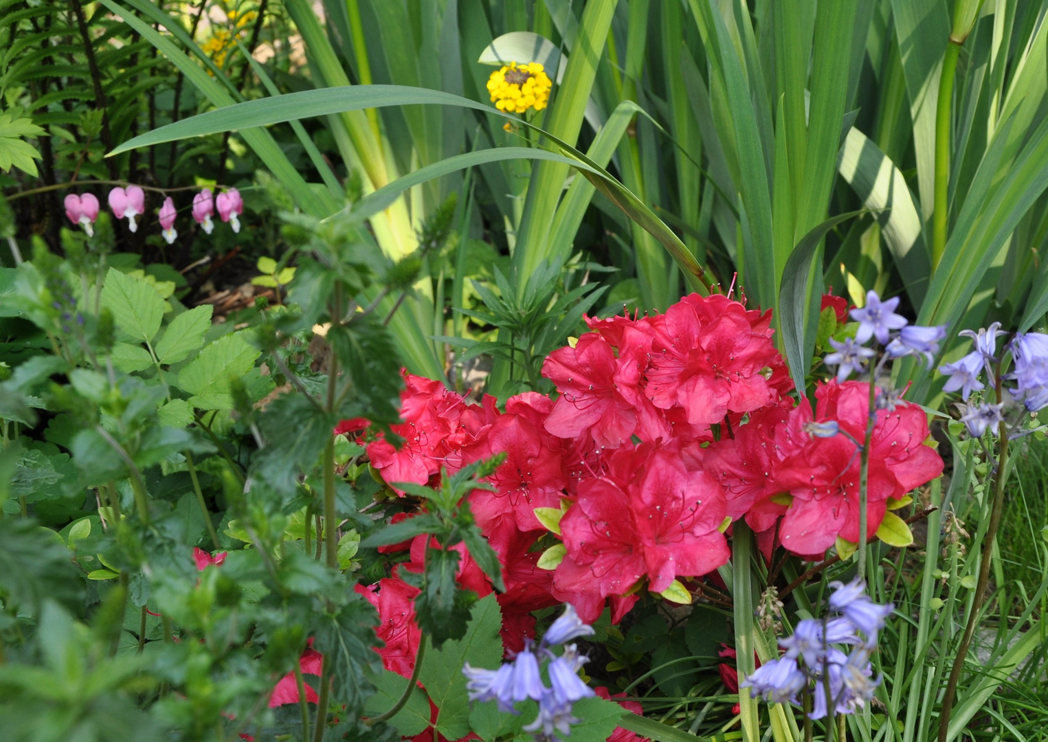 ... ein kleiner Ausschnitt aus einem der Blumenbeete in unserem Garten...