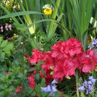 ... ein kleiner Ausschnitt aus einem der Blumenbeete in unserem Garten...