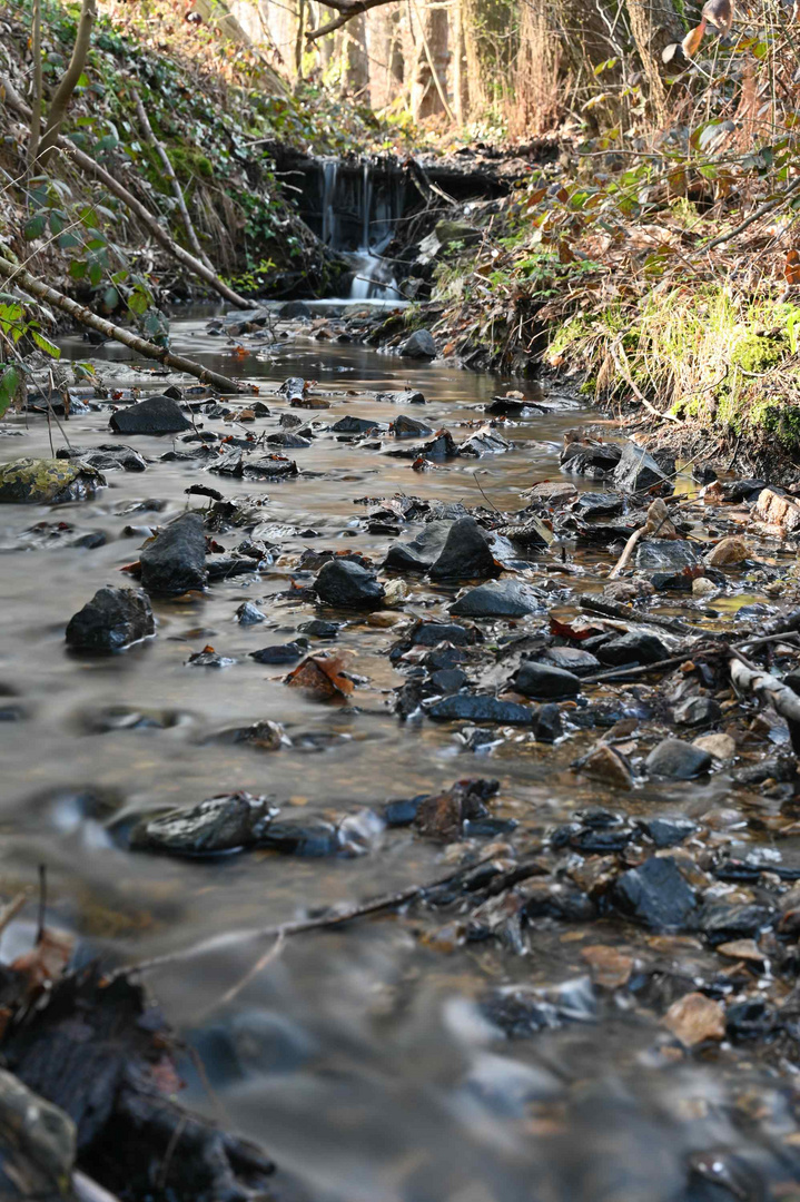 ein kleiner Bach im Wald 2