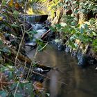 ein kleiner Bach im Wald