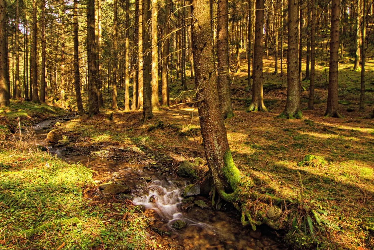 Ein kleiner Bach im Wald