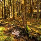 Ein kleiner Bach im Wald