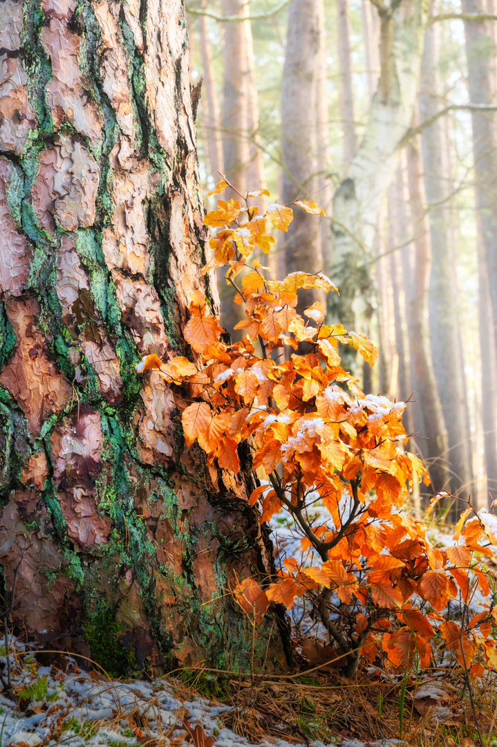 ein kleiner Baum