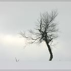 Ein kleiner Baum