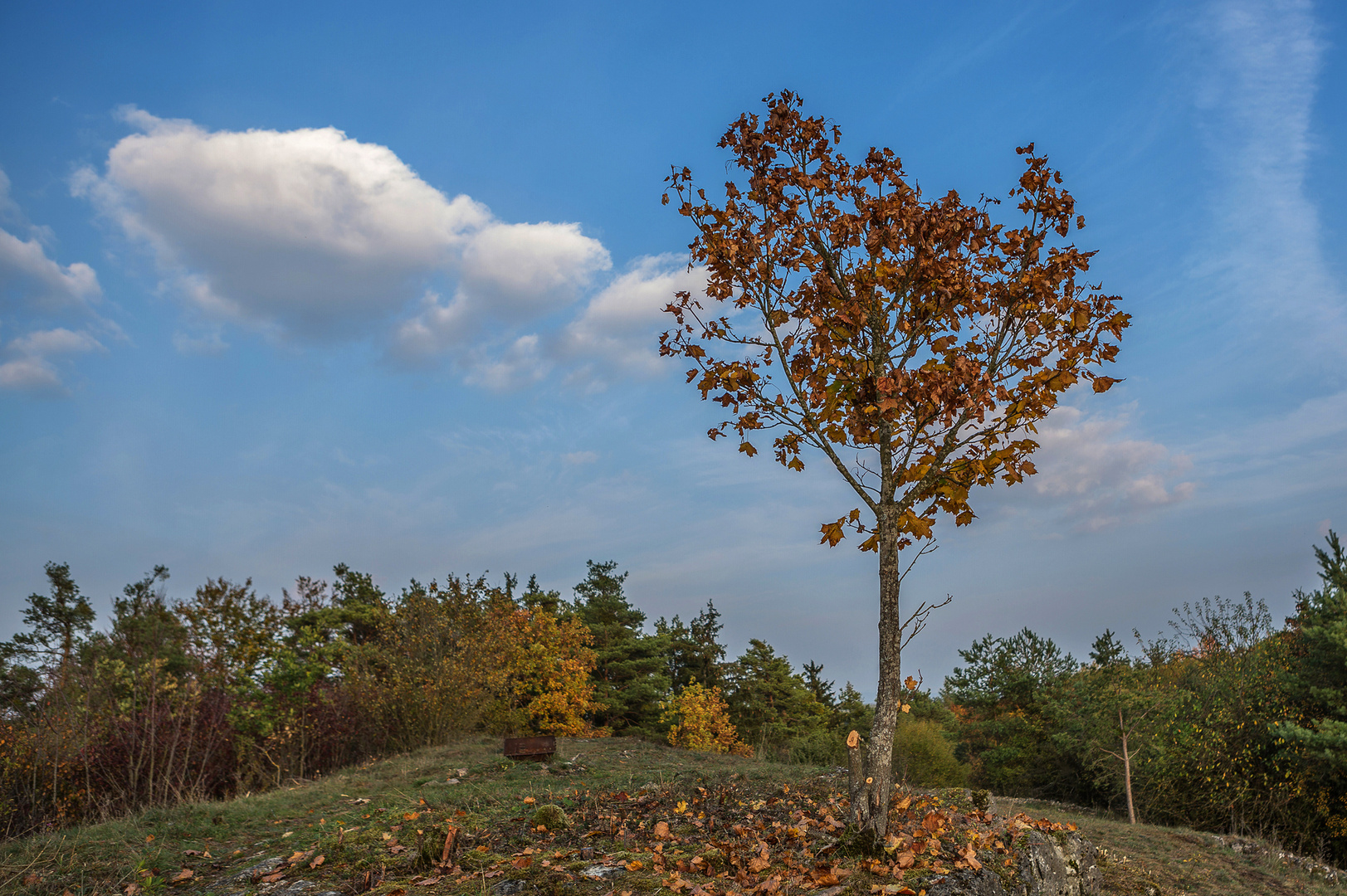 Ein kleiner Baum im Herbst 2018