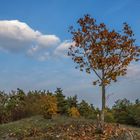 Ein kleiner Baum im Herbst 2018