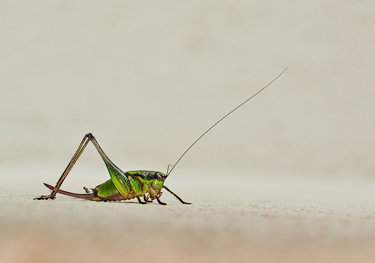 ...ein kleiner Besucher