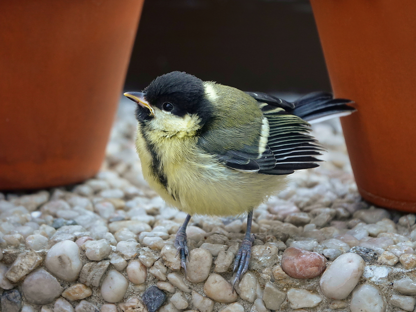 Ein kleiner Besucher