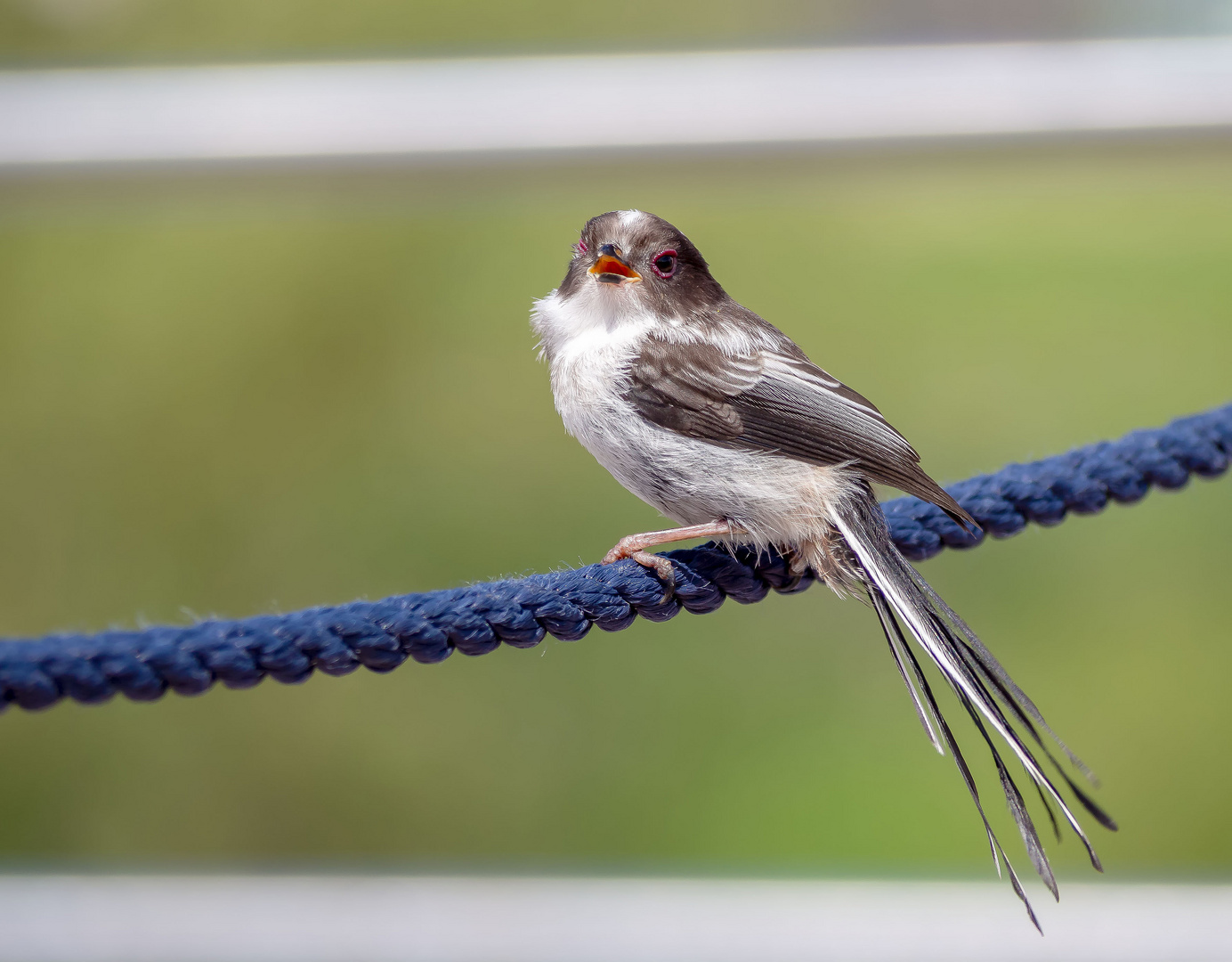 Ein kleiner Besucher auf dem Sonnendeck