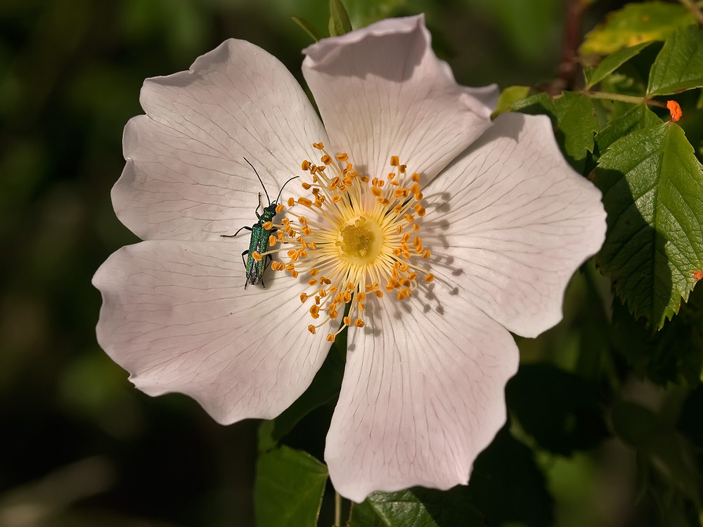 ein kleiner Besucher genießt die Sonne in der Rose