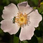 ein kleiner Besucher genießt die Sonne in der Rose