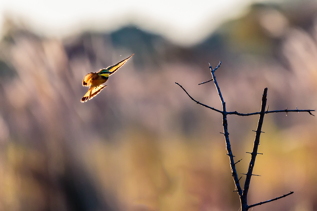 ein kleiner Bienenfresser