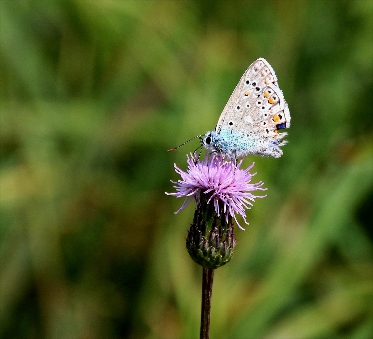 °°  Ein kleiner Blauer  °°