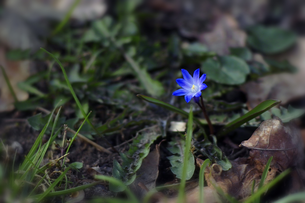 Ein kleiner blauer Stern.