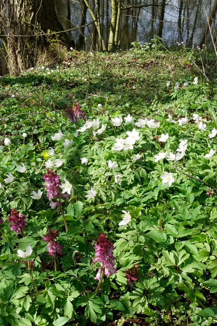 Ein kleiner Blick in den Frühling