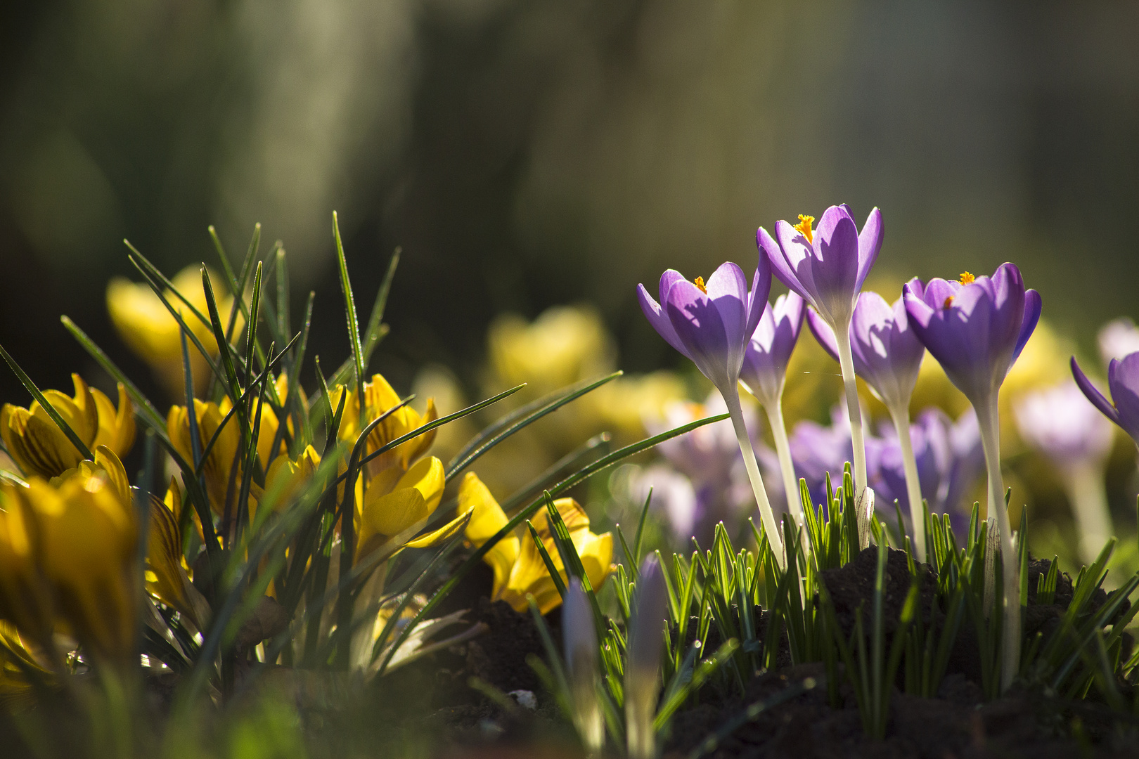 Ein kleiner Blick in den Garten.