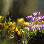 Ein kleiner Blick in den Garten.