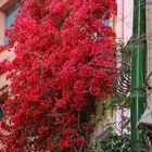 Ein "kleiner" Blumengruß aus Collioure